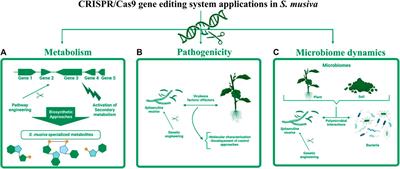 Establishment of a genome editing tool using CRISPR-Cas9 ribonucleoprotein complexes in the non-model plant pathogen Sphaerulina musiva